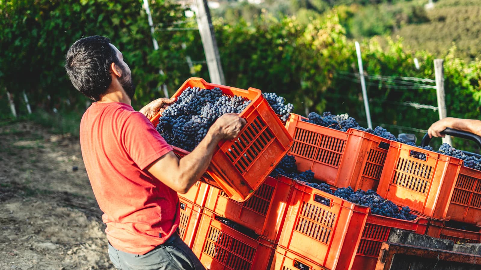 Temporero cargando cajas de uva recién vendimiada en un viñedo, el arranque de la trazabilidad por lote en agroalimentación